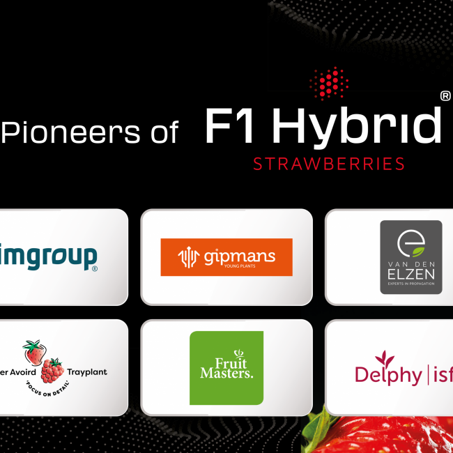 Stronger together: Pioneers of F1 Hybrid Strawberries