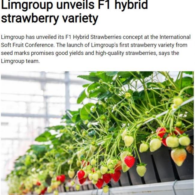 Limgroup unveils F1 hybrid strawberry variety