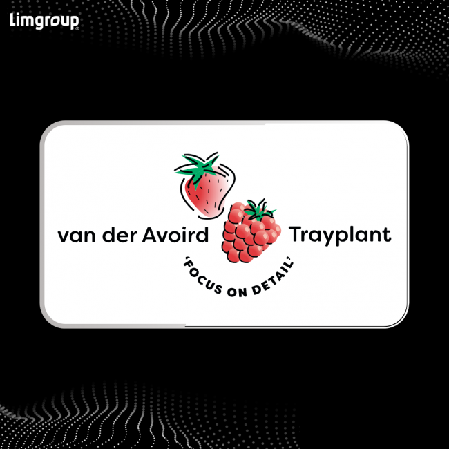 Pioneers of F1 Hybrid Strawberries: Van der Avoird Trayplant